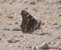 Aglais caschmirensis