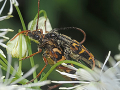 Leptura annularis