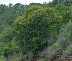 Vachellia karroo