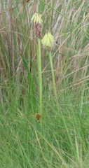 Kniphofia