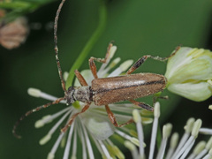 Pidonia lurida