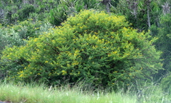 Vachellia karroo