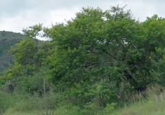 Vachellia karroo