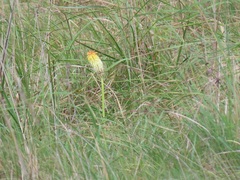 Kniphofia