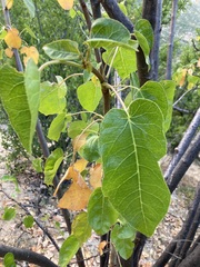 Jatropha vernicosa