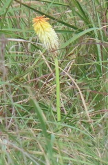 Kniphofia