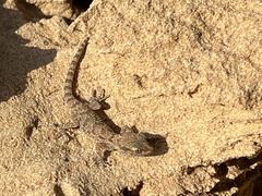 Bunopus tuberculatus