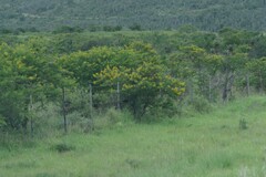 Vachellia karroo