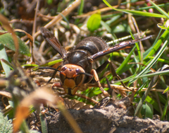 Vespa fumida