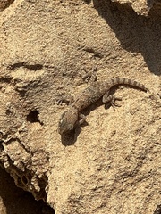 Bunopus tuberculatus