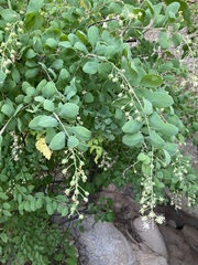 Stegnosperma halimifolium