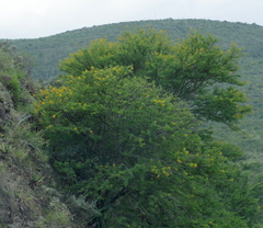 Vachellia karroo