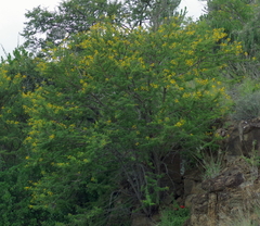 Vachellia karroo