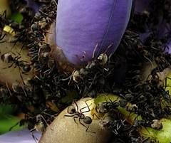 Dolichoderus cuspidatus