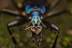 Carabus intricatus