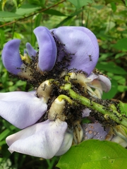 Dolichoderus cuspidatus