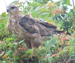 Buteo buteo vulpinus