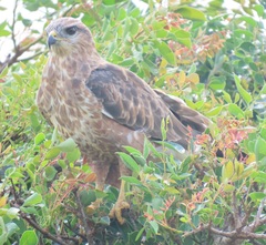Buteo buteo vulpinus