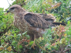 Buteo buteo vulpinus