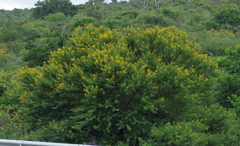 Vachellia karroo