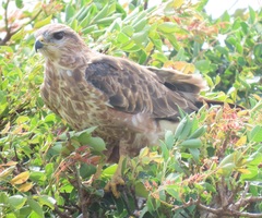 Buteo buteo vulpinus