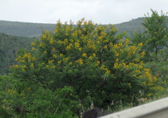 Vachellia karroo