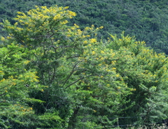 Vachellia karroo