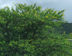 Vachellia karroo