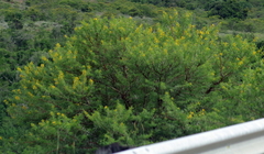 Vachellia karroo