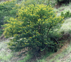 Vachellia karroo