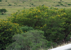 Vachellia karroo