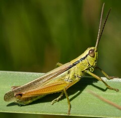 Mecostethus parapleurus