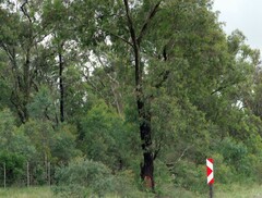 Eucalyptus