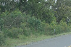Eucalyptus
