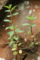 Peperomia leptostachya