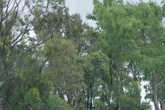 Eucalyptus