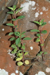 Peperomia leptostachya