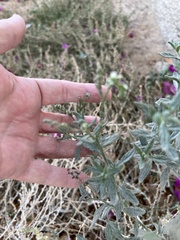 Heliotropium bacciferum