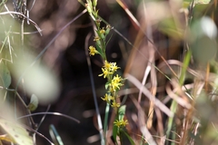 Solidago decurrens