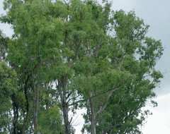 Eucalyptus