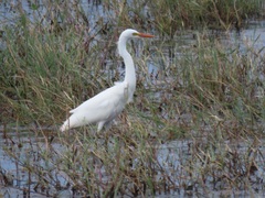 Ardea intermedia brachyrhyncha