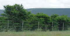 Vachellia karroo
