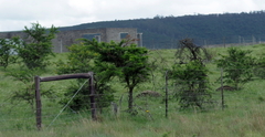 Vachellia karroo