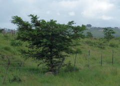 Vachellia karroo