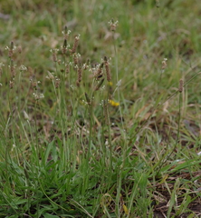 Plantago lanceolata