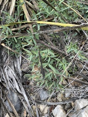 Galphimia angustifolia