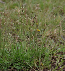 Plantago lanceolata