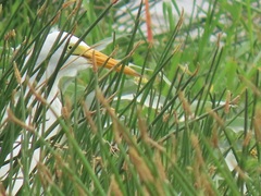 Ardea intermedia brachyrhyncha