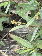 Galphimia angustifolia