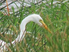 Ardea intermedia brachyrhyncha